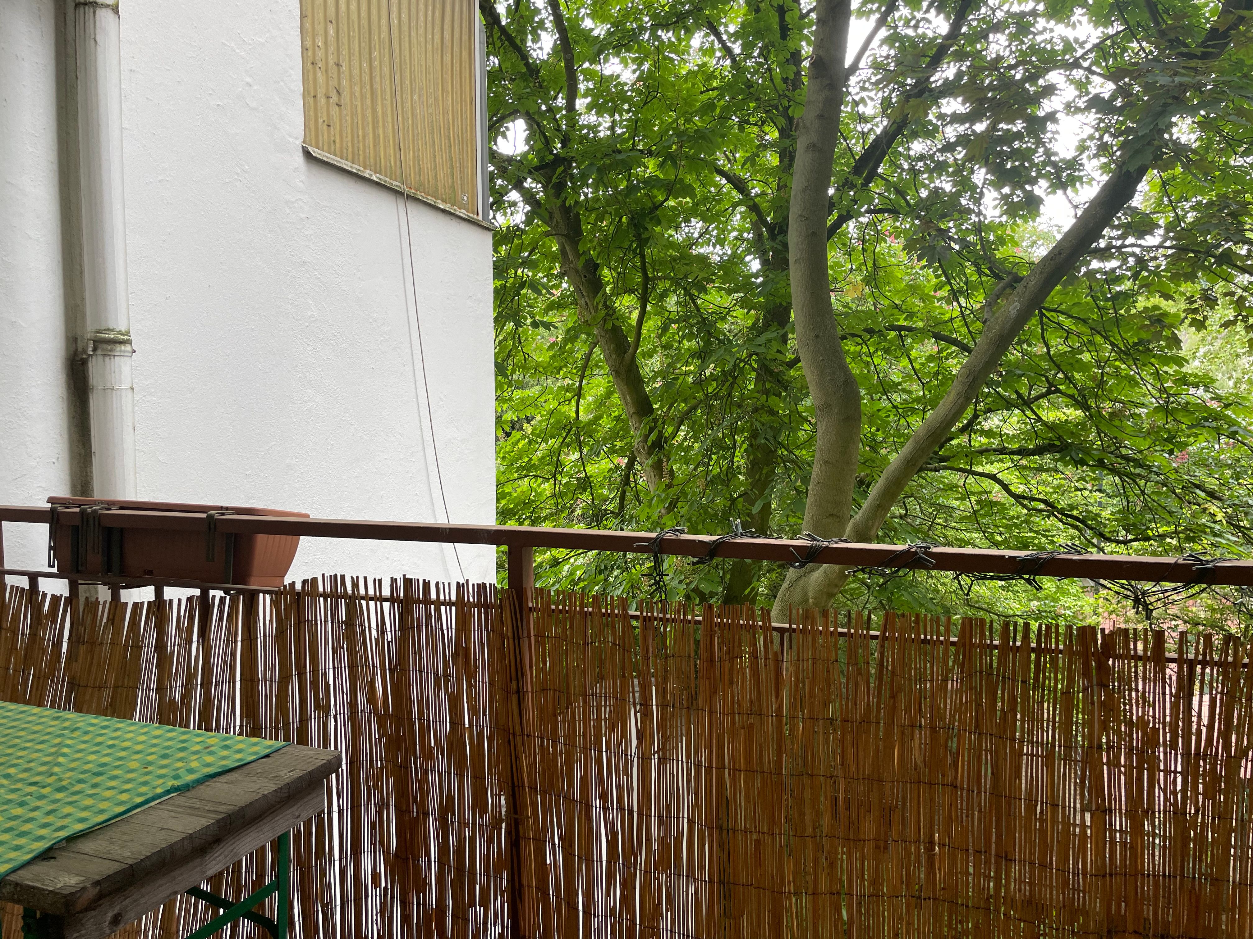 Am Schönen Zoopark: Ruhiges Apartment, 1 Großes Zimmer Mit Kochnische, Badezimmer Und Diele - 1