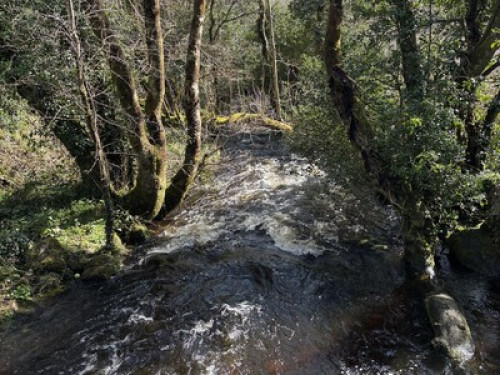 Home stay Haven Galway