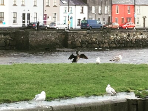 Home stay Haven Galway - Gallery - 7