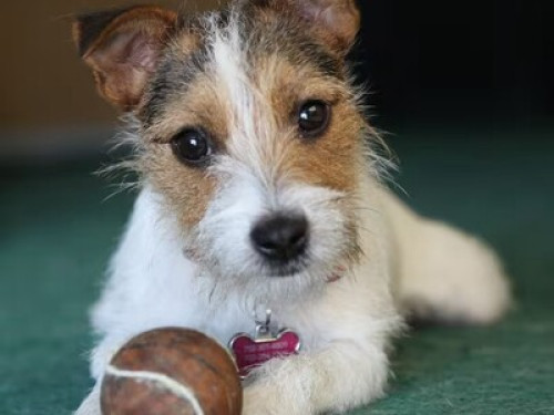 Pool, Pups, Comfy Queen, Strip 4 mi - Gallery - 7