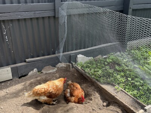 Active house with chickens! - Gallery - 13