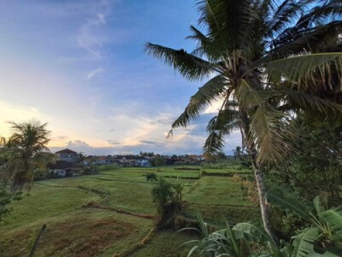 Little house arround Ubud