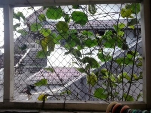House in Tropical Country - Gallery - 48