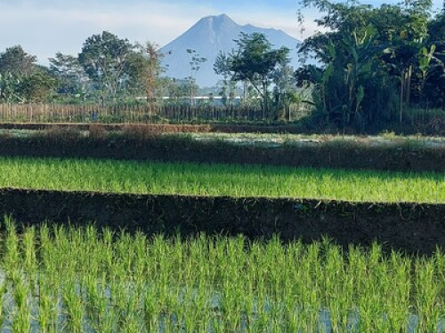 Homestay Family  - Gallery - 10