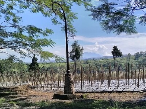 HALIMUN - Gallery - 17