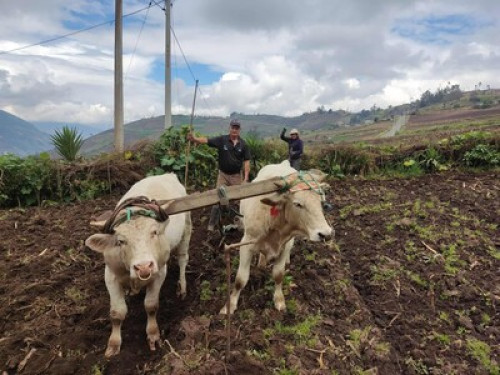 Authentic rural life in Patate - Gallery - 3