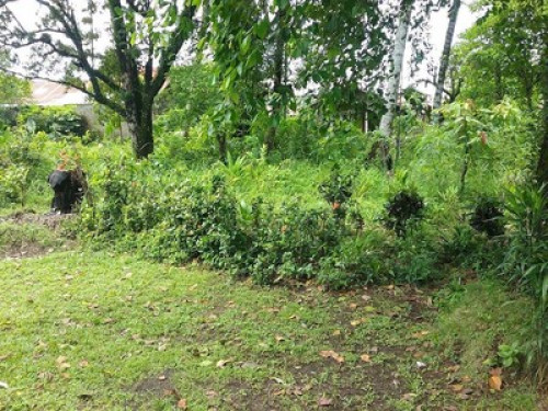 Green environment Padang - Gallery - 2
