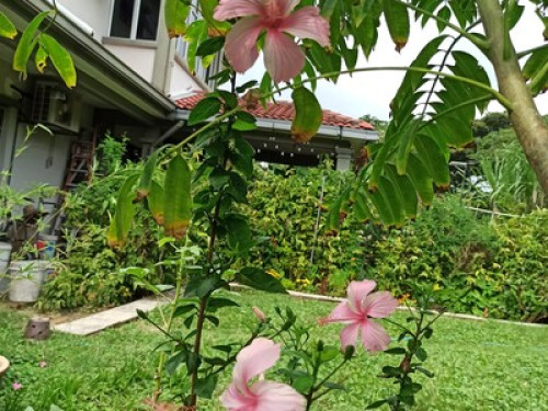Bdr B. Tinggi Klang GUESTHOUSE