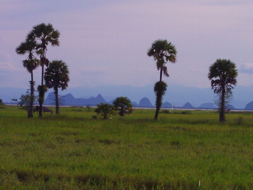 Friendly family in South Thailand - Gallery - 13