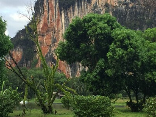 Pineapple Farm - Gallery - 7