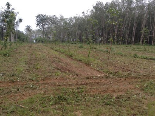 Pineapple Farm - Gallery - 3