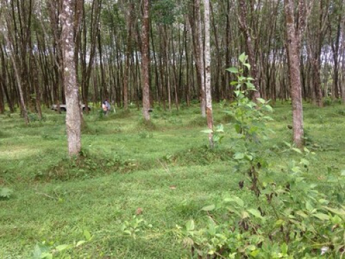 Pineapple Farm - Gallery - 2