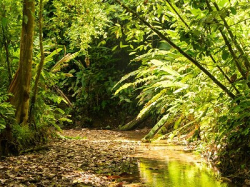 Farm in Puerto Jimenez - Gallery - 19