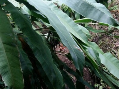 bromeliads Corcovado - Gallery - 5