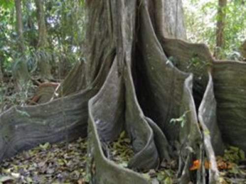 bromeliads Corcovado - Gallery - 9