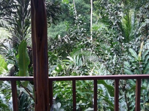 bromeliads Corcovado - Gallery - 6