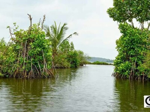 Green Chromide A Riverine Homestay - Gallery - 12