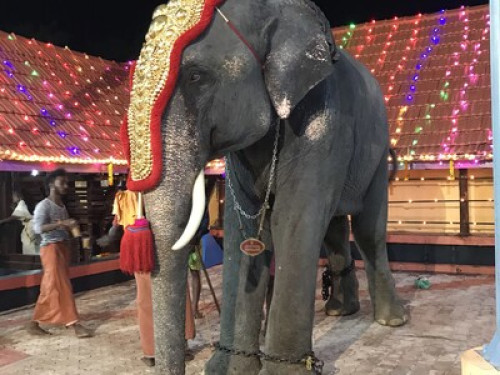Palamoottil Pandakasala Homestay - Gallery - 9