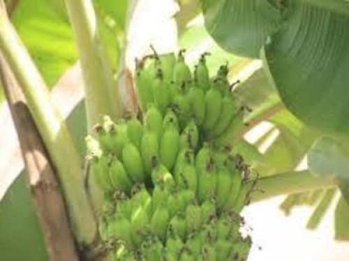 home stay with vegitarian meals - Gallery - 3