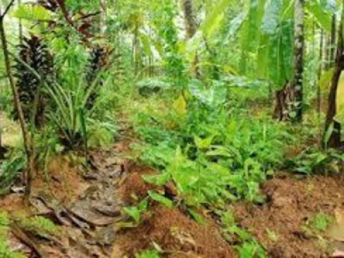 home stay with vegitarian meals - Gallery - 4