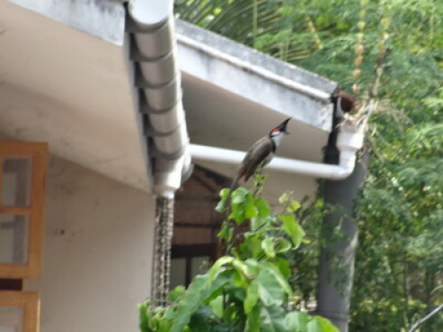 Anashwara Homestay - Gallery - 15