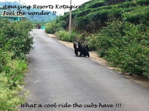 AMAZING RESORTS ..feel the wonder.. - Gallery - 11