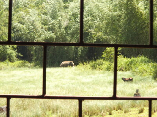 Jungle Guest House - Gallery - 3