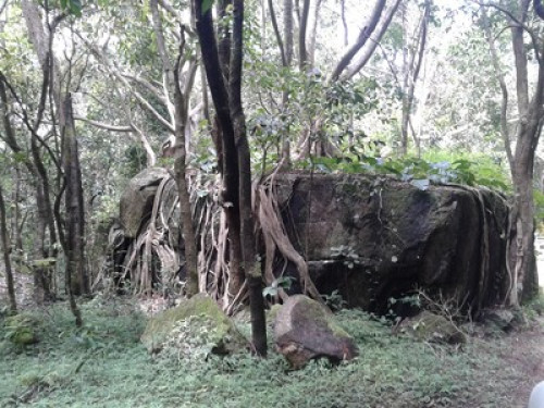 Wayanad Adventures  eco lodging.  - Gallery - 3