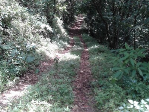 Wayanad Adventures  eco lodging.  - Gallery - 4