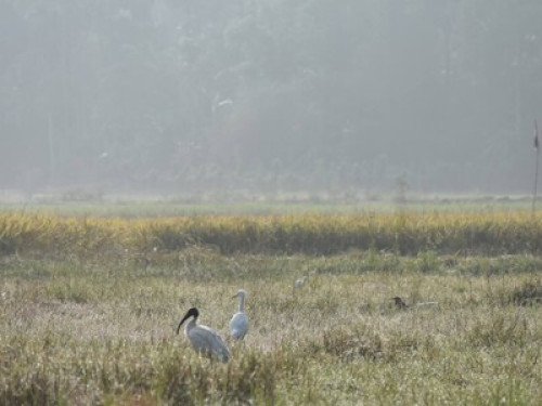 Wayanad Homestay - Gallery - 6