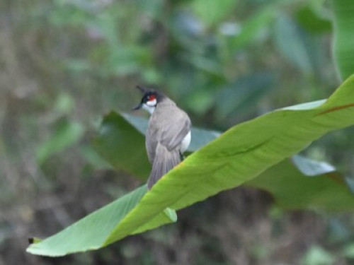 Wayanad Homestay - Gallery - 7