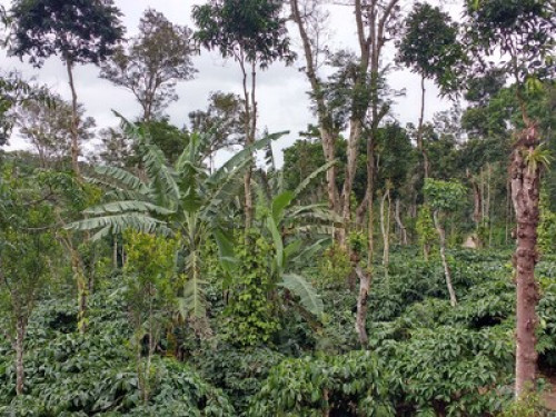 Elephant Trail, Coorg - Gallery - 7