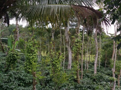 Elephant Trail, Coorg - Gallery - 5