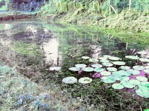 Farm house on river property mysore - Gallery - 9