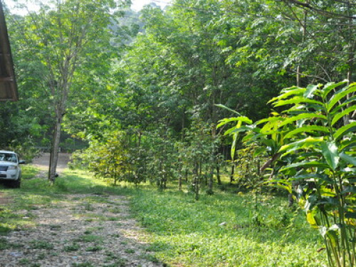 Eastern Nature Homestay - Gallery - 3