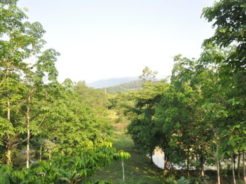 Eastern Nature Homestay - Gallery - 10