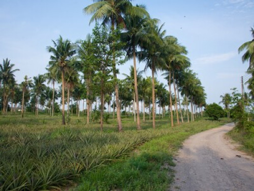 Enjoy Thailand with us! - Gallery - 11