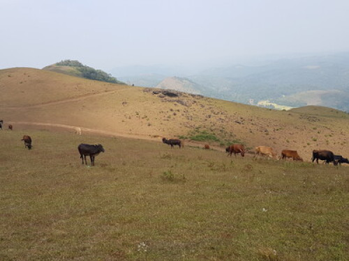 CANOPY GREEN HOMESTAY Sakleshpur  - Gallery - 6