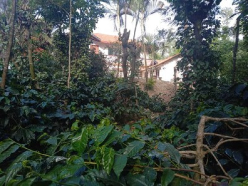 Malnad Blossom Homestay  - Gallery - 15