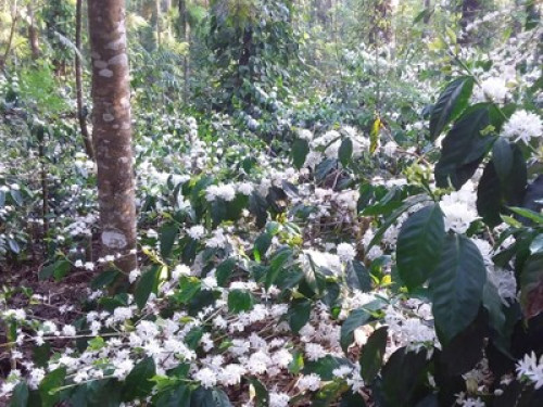 Malnad Blossom Homestay  - Gallery - 4