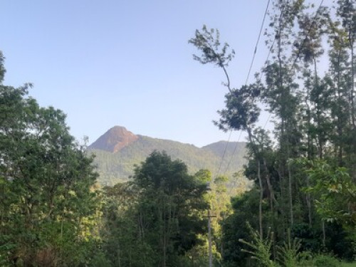 Malnad Blossom Homestay  - Gallery - 19