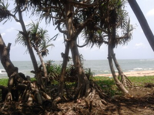 ‘SAI DHAM’ beach House  - Gallery - 5