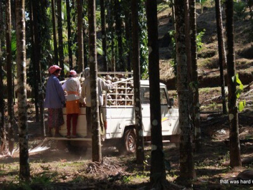 Farmstay in Kollur Mookambika  - Gallery - 35