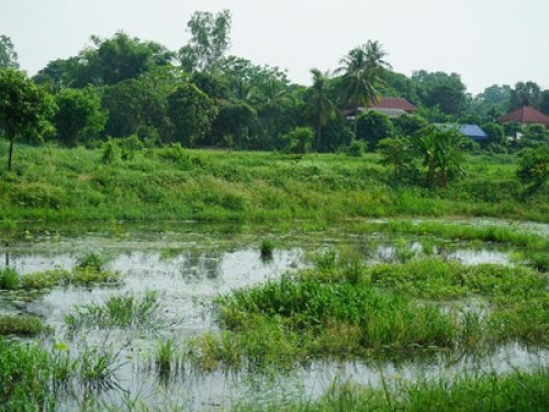 Experience theThai Life in Singburi - Gallery - 19