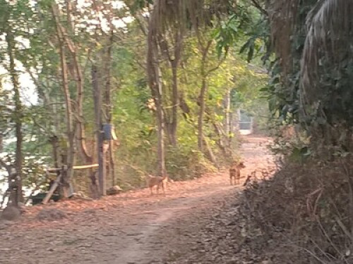 central in village in rural Isan - Gallery - 9