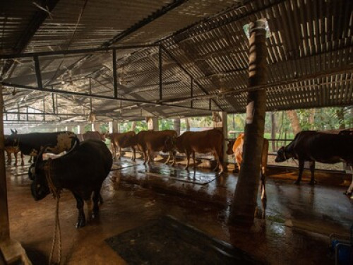 Goan Farmhouse Getaway - Gallery - 12