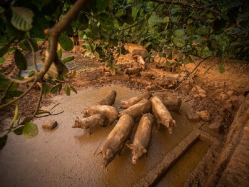 Goan Farmhouse Getaway - Gallery - 7