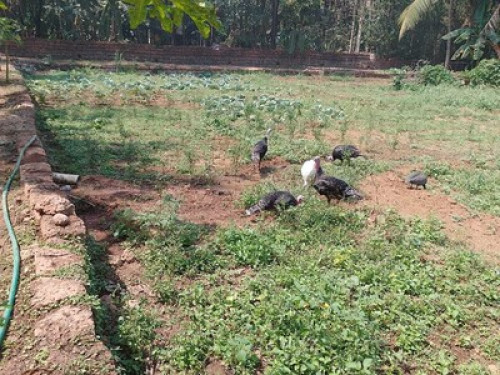 Goan Farmhouse Getaway - Gallery - 8