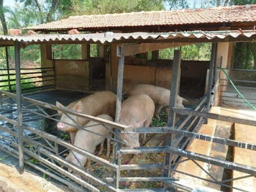 Goan Farmhouse Getaway - Gallery - 6
