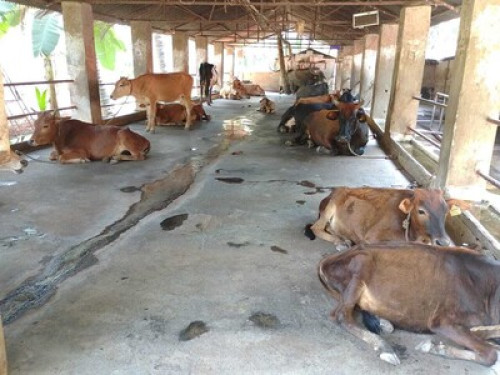 Goan Farmhouse Getaway - Gallery - 13
